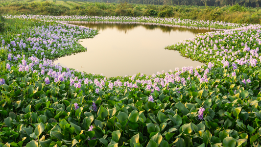 From Problem to Solution: How Water Hyacinth Became a Sustainability Star